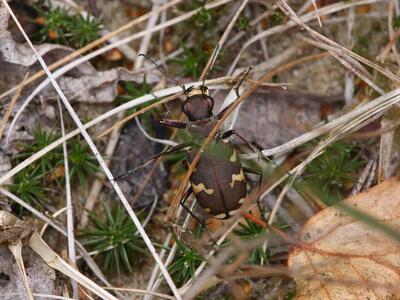 cicindela hybrida