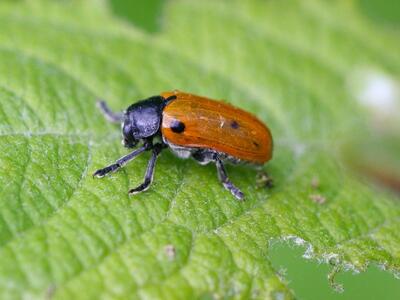 clytra quadripunctata