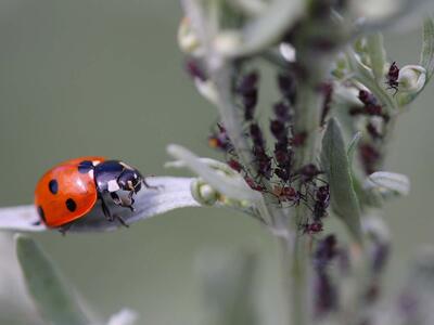 coccinella septempunctata 1