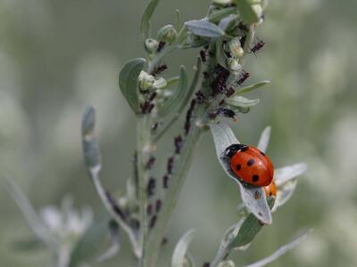 coccinella septempunctata 2