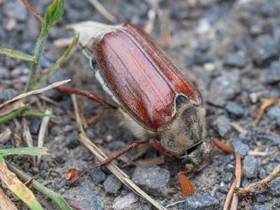 melolontha hippocastani