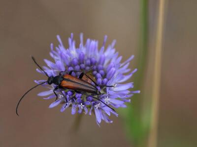 strangalia melanura