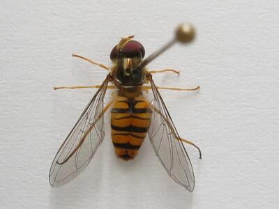 episyrphus balteatus oberseite