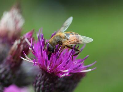 eristalis tenax