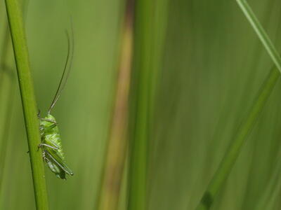 metrioptera roeselii