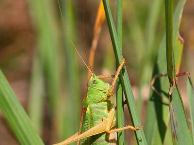 tettigonia viridissima