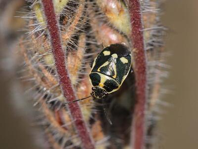 eurydema oleraceum