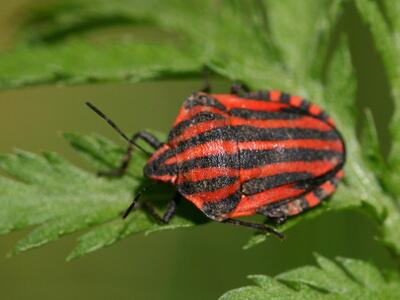 graphosoma lineatum