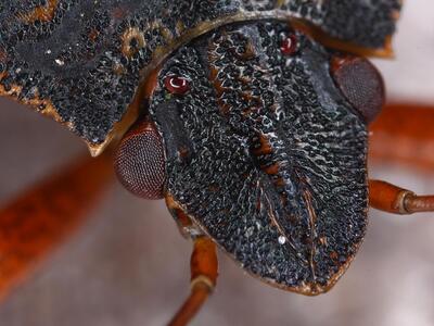 pentatoma rufipes detail