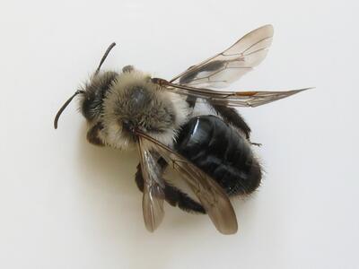 andrena vaga oberseite