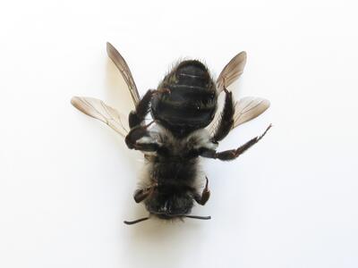 andrena vaga unterseite