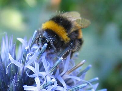 bombus lucorum