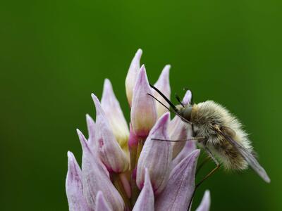 bombylius major