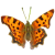 Lepidoptera