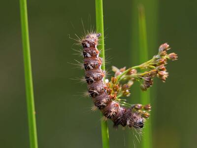 acronicta rumicis