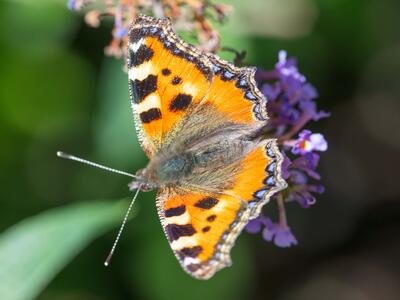 aglais urticae