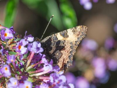 aglais urticae seite