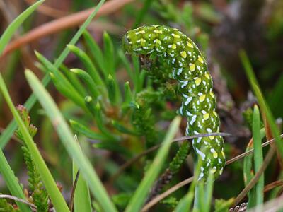 anarta myrtilli