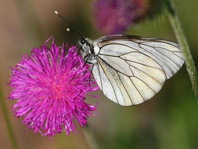 aporia crataegi