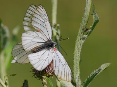 aporia crataegi oberseite