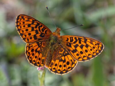 boloria euphrosyne oberseite