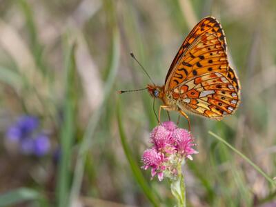 boloria euphrosyne seite