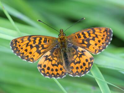 boloria selene