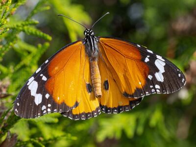 danaus chrysippus