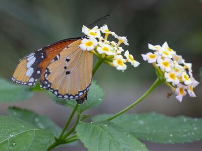 danaus chrysippus seite