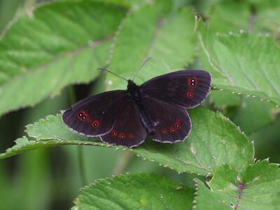 erebia aethiops mann