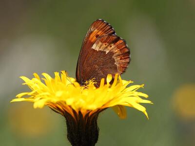 erebia aethiops seite