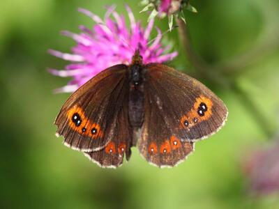 erebia aethiops weib