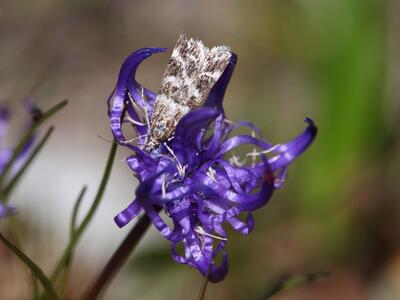 eudonia sudetica