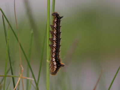 euthrix potatoria