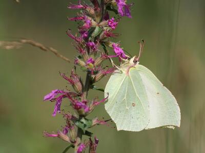 gonepteryx rhamni