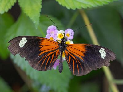 heliconius melpomene