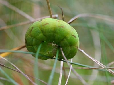 lacanobia contigua