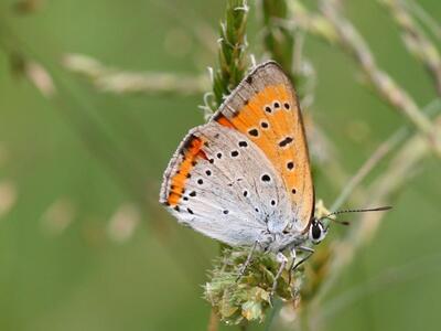 lycaena dispar