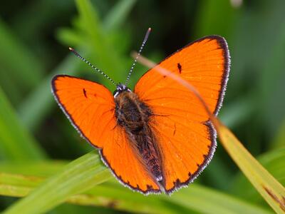 lycaena dispar maennchen