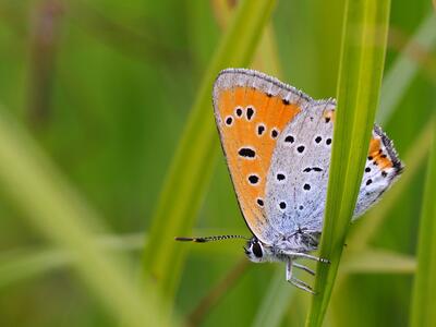 lycaena dispar maennchen seite