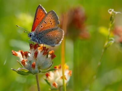 lycaena hippothoe ssp euridice