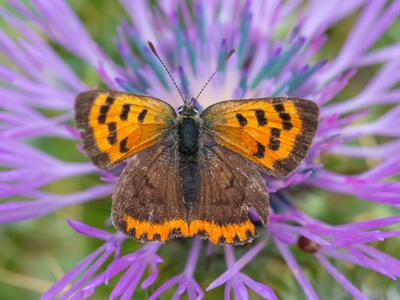 lycaena phlaeas