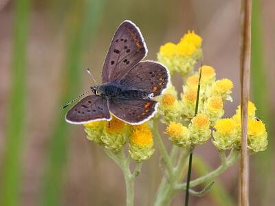 lycaena tityrus maennchen