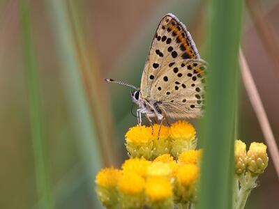 lycaena tityrus maennchen seite