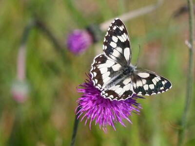 melanargia galathea