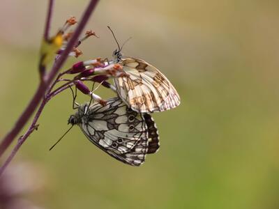 melanargia galathea seite