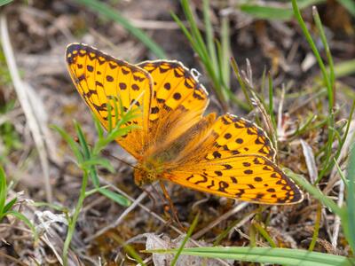 melitaea cinxia oberseite