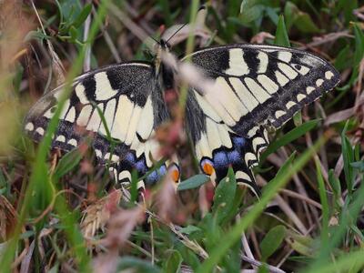 papilio machaon