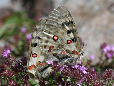 parnassius apollo