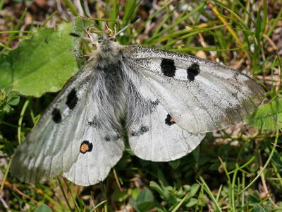 parnassius apollo oberseite